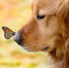 Собака+бабочка: оригинал