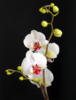 Схема вышивки «Орхидея2»