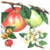 Схема вышивки «Яблоки и вишенки»