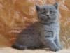 Голубой британский котенок : оригинал