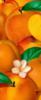 Схема вышивки «Персики и абрикос»