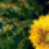 Sunflower: предпросмотр