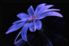 Синий цветок на черном: оригинал