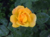 Роза желтая: оригинал