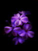 Схема вышивки «Пурпурные цветы»