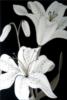 Схема вышивки «Белые лилии»