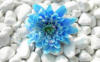 Голубой цветок: оригинал