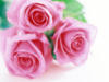 Схема вышивки «Нежный букет из розовых розочек»