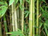 Бамбуковый лес: оригинал