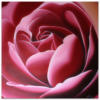 Схема вышивки «Необыкновенная роза)»