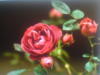 Схема вышивки «Алая роза »