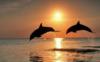 Дельфины на закате: оригинал