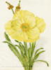 Yellow flower: оригинал