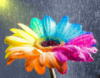 Необычный разноцветный цветок)): оригинал