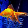 Золотая рыбка: оригинал