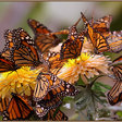 Бабочка на цветах: оригинал